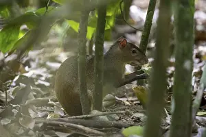 Central American agouti (Dasyprocta punctata) in the rainforest