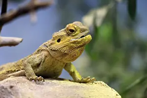 Central bearded dragon (Pogona vitticeps)