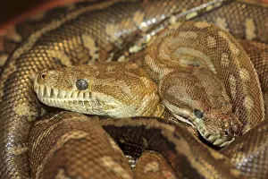 Central Carpet Pythons, Northern Territory