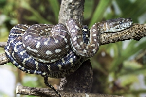 Central Morelia bredli, also known as Bredl's carpet python (Morelia bredli)