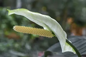 Centre Parcs, flamingo flower (Anthurium)