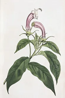 Centropogon cornutus, hand-colored copper engraving by Sansom from William Curtis Botanical Magazine