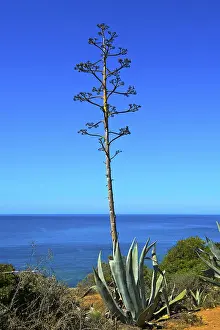 Century plant (Agave americana)