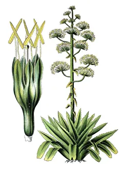 Century plant, American aloe (Agave americana)
