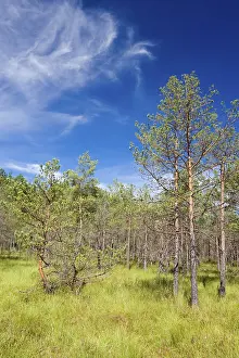 Cepkeliu National Nature Reserve