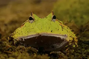 Ceratophrys cornuta, exposition, Italy