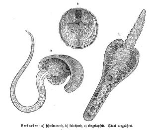 Cercariae, a. swimming, b. crawling, c