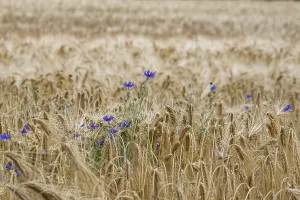 Cereal field with cornflowers, Munsterland