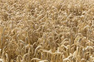 Cereal field with ripe ears of wheat (triticum)