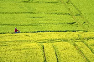Cereal fields in spring, still green and fresh in growth