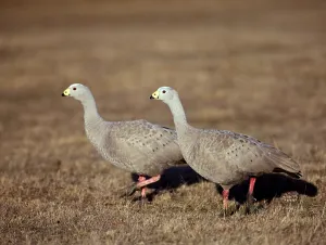 Cereopsis Geese, Australia (Cereopsis novaehollandiae)