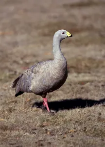 Cereopsis Goose, Australia (Cereopsis novaehollandiae)