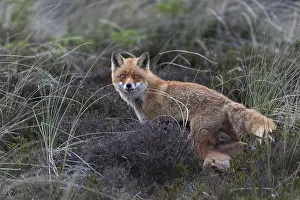 From a certain age, the pups are suckled by the red fox (Vulpes vulpes) while standing