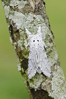 Cerura erminea or ermine moth (Cerura erminea)