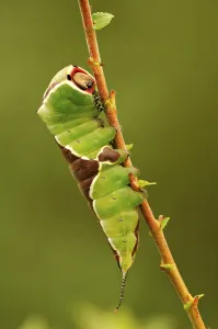 (Cerura vinula) caterpillar
