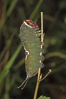 Cerura vinula, puss moth (caterpillar)