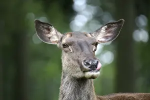 Cervus elaphus maral