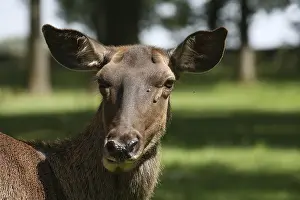 Cervus elaphus maral