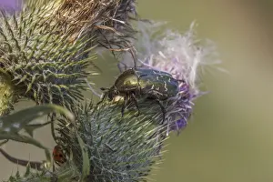 Cetonia aurata, Gemeiner Rosenkafer