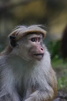 Ceylon Hat Monkey, Ceylon Hat Monkeys