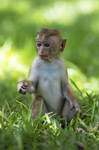 Ceylon hat monkey (Macaca sinica)