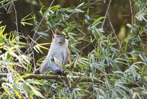 Ceylon hat monkey (Macaca sinica) on a bamboo by the Mahaweli River
