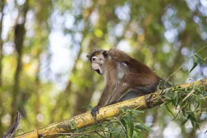 Ceylon hat monkey (Macaca sinica) on a bamboo by the Mahaweli River