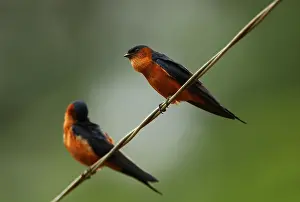 Ceylon Swallow (Hirundo daurica hyperythra) endemic race