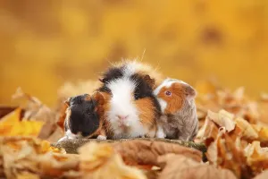 CH Teddy guinea pig, female with kittens