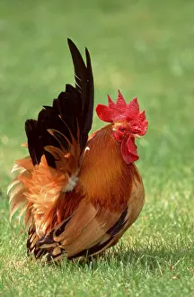 Chabo chicken, rooster (Gallus domesticus)