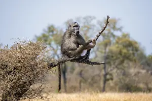 Chacma baboon (Papio ursinus) sitting on a branch