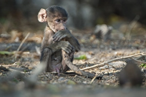 Chacma Baboon (Papio ursinus), young