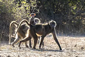 Chacma baboons (Papio ursinus) adults and young animals foraging
