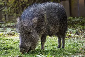 Chacoan peccary (Catagonus wagneri) eats grass
