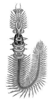 Chaetopterus variopedatus, Parchment worm or Parchment tube worm