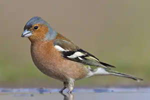 Chaffinch, (Fringilla coelebs)