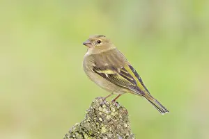 Chaffinch (Fringilla coelebs), adult female sitting on a stone in the garden