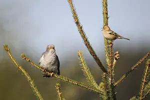 Chaffinch (Fringilla coelebs) being angry with a cuckoo (Cuculus canorus)