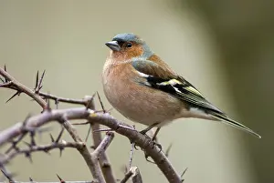 Chaffinch, Fringilla Coelebs, Birds