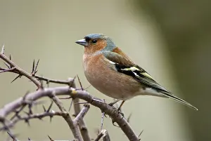 Chaffinch, Fringilla Coelebs, Birds