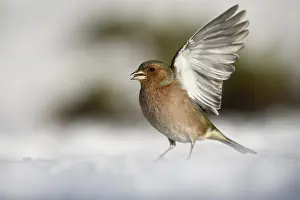 Chaffinch (Fringilla coelebs), male