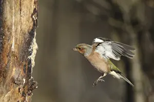 Chaffinch (Fringilla coelebs) male in flight