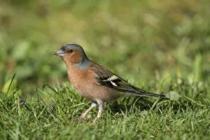 Chaffinch (Fringilla coelebs) male on green grass