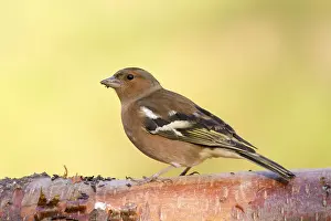 Chaffinch Fringilla coelebs perched on a log