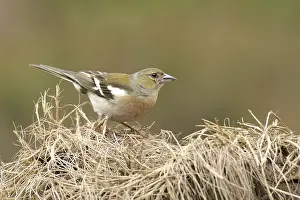 Chaffinch (Fringillae coelebs)