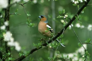 Chaffinch, male (Fringilla coelebs)