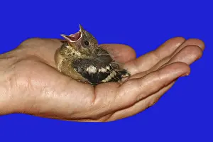 Chaffinch (young bird), Fringilla coelebs - Chaffinch