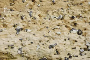Chalk cliffs with flints, Etretat
