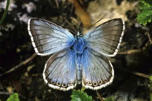 Chalkhill Blue (Lysandra coridon)