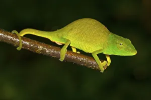 Chameleon (Calumma glawi), female